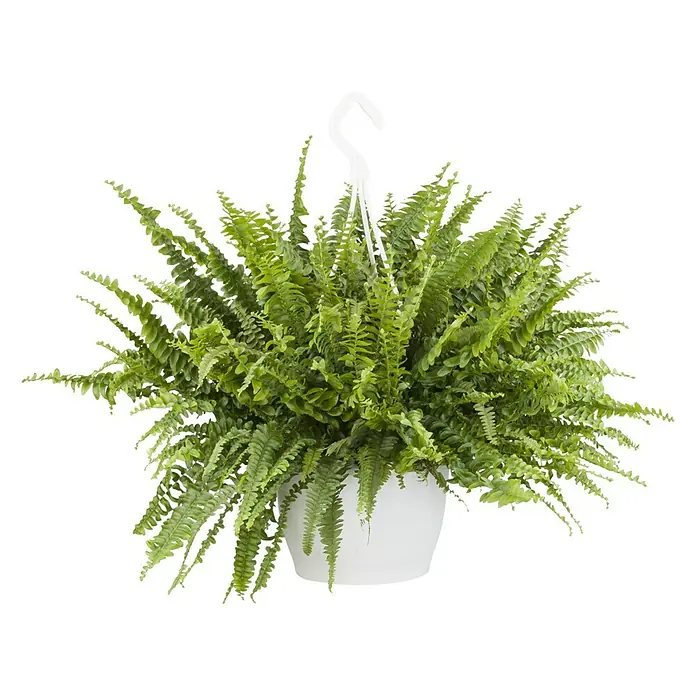 Piardino Helecho rizado - Nephrolepis exatata, Tamaño de maceta: 19 cm, Verde - Vista frontal