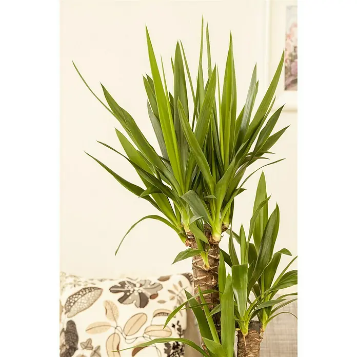 Piardino Palmlilie - Yucca elephantipes, Topfgröße: 24 cm, 3 Stämme gestuft - Stimmungsaufnahme