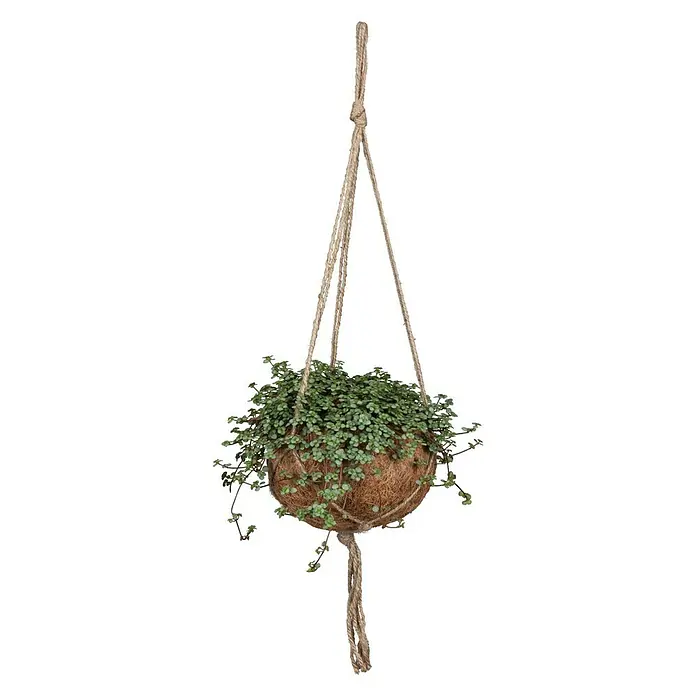 Piardino Pflanzen-Mix - Verschiedene Sorten, Topfgröße: 12 cm - Vorderansicht