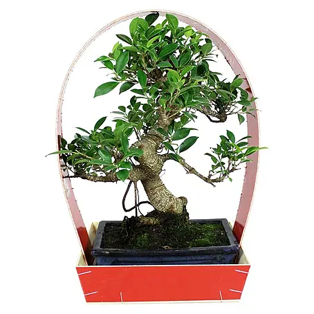Bonsai