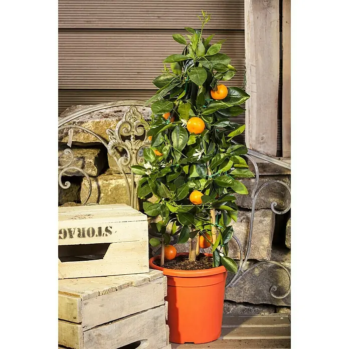 Piardino Calamondin-Orange - Citrofortunella microcarpa, Topfgröße: 20 cm - Stimmungsaufnahme