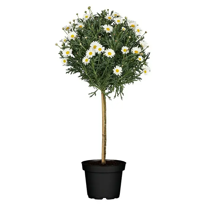 Piardino Strauchmargerite Stella - Argyranthemum frutescens 'Stella', Topfgröße: 18 cm, Weiß - Vorderansicht
