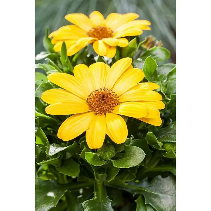 Piardino Gazania - Gazania Hybride, Topfgröße: 13 cm, Sortenabhängig - Detailaufnahme