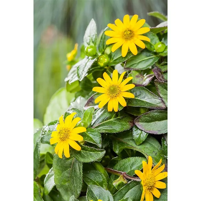 Piardino Husarenkopf - Sanvitalia procumbens, Topfgröße: 13 cm, Gelb - Detailaufnahme