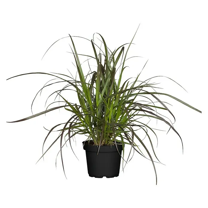 Piardino Ziergräser - Cortaderia, Topfvolumen: 5 l