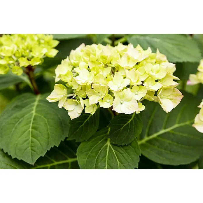 Piardino Hortensie - Hydrangea macrophylla 'Diva Fiore', Cremeweiß - Detailaufnahme