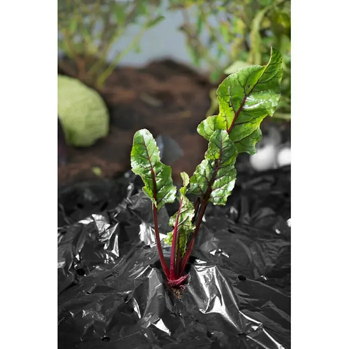 Windhager Mulchfolie - L x B: 10 x 1,2 m, Schwarz