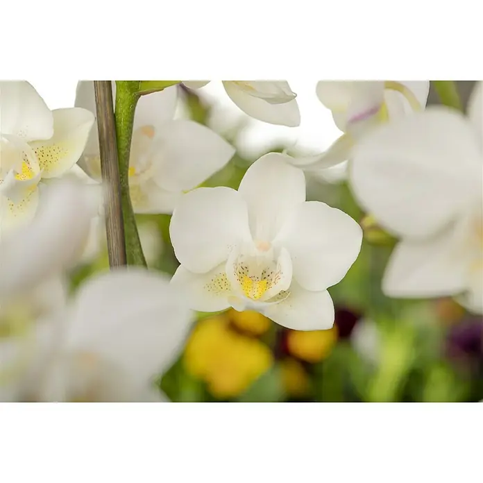 Piardino Schmetterlingsorchidee - Phalaenopsis Hybride Multiflora, Topfgröße: 12 cm, Weiß, Anzahl Triebe: 2 Stk., Aufrecht - Detailaufnahme
