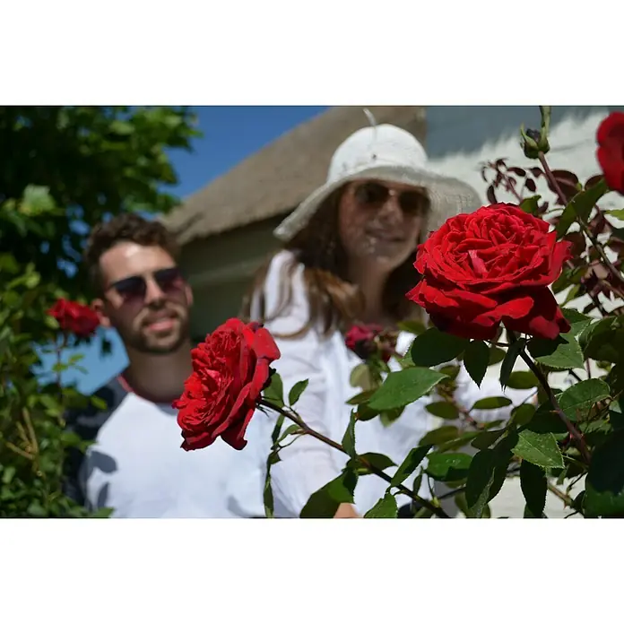 Piardino Edelrose Duftfestival - Rosa Hybride, Blütenfarbe: Rot - Detailaufnahme