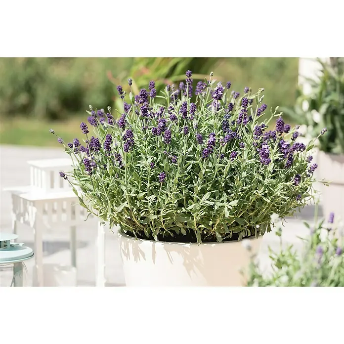 Piardino Lavendel - Lavendula angustifolium, Topfvolumen: 3 l, Blau/Lila - Stimmungsaufnahme