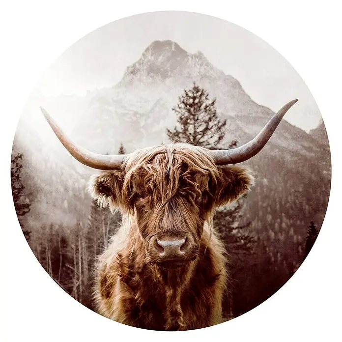ProArt Glasbild - Scottish Highland Cattle - Vorderansicht