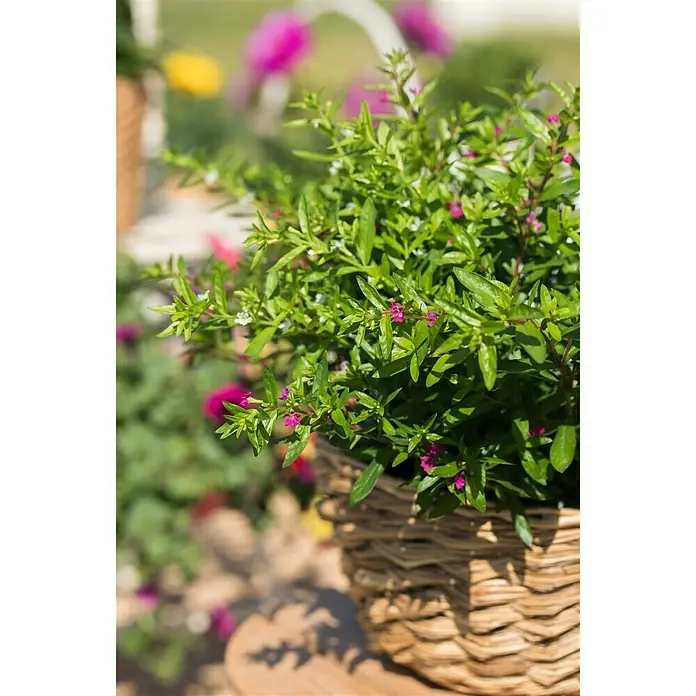 Piardino Köcherblume - Cuphea hyssopifolia, Rosa/Weiß - Detailaufnahme