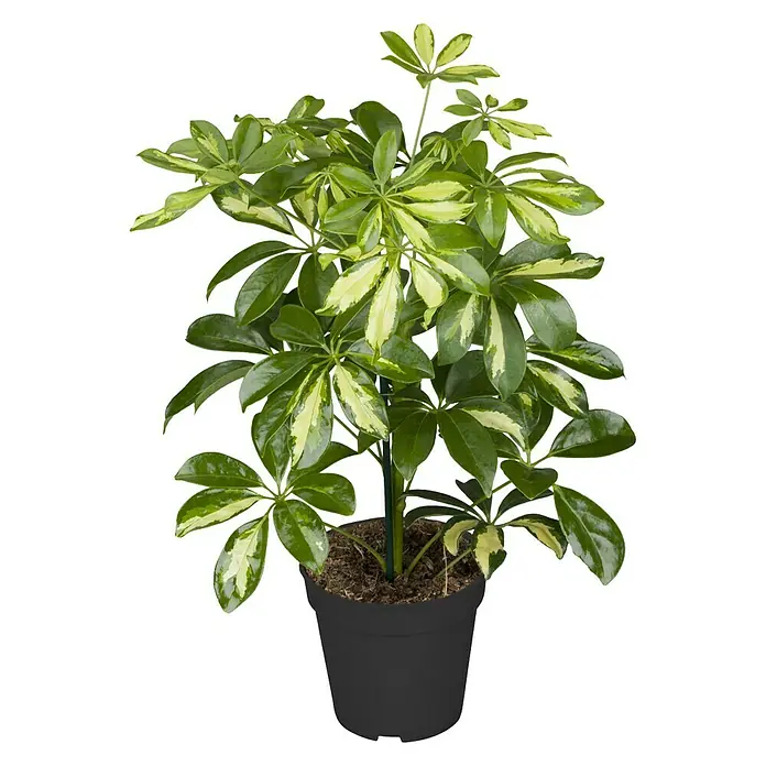 Cheflera - Schefflera arboricola 'Golden Capella', Tamaño de maceta: 17 cm, Amarillo/Verde - Vista frontal