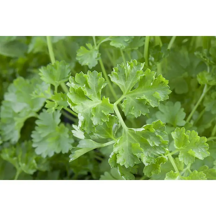 Piardino Bio Petersilie Bio - Petroselinum crispum - Detailaufnahme