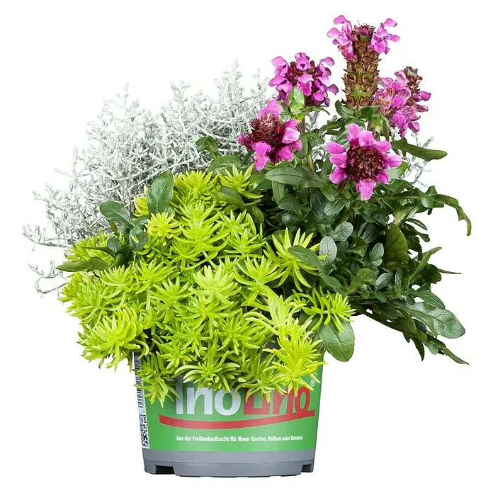 Piardino Pflanzen-Mix Triolino Herbst - Topfgröße: 13 cm, Blütenfarbe: Sortenabhängig