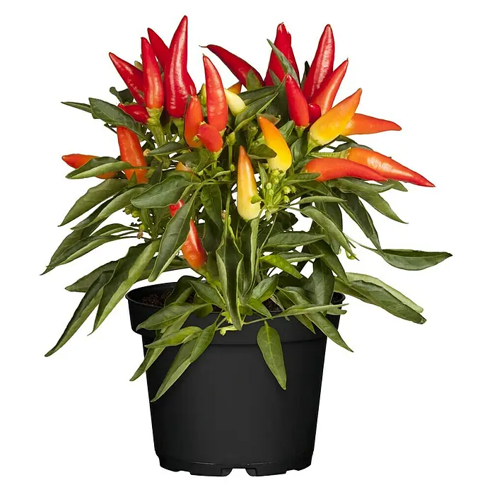Blu Bio Paprika Naschzipfel - Capsicum anuum, 12 cm - Vorderansicht