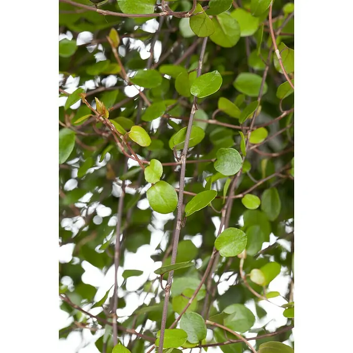 Piardino Pflanzenarrangement Silberkörbchen und Drahtwein - Topfgröße: 13 cm