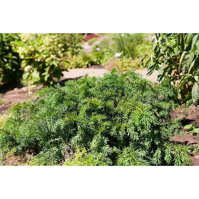 Piardino Heimische Eibe Repandens - Taxus baccata 'Repandens' - Stimmungsaufnahme