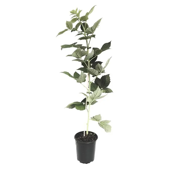 Himbeere - Rubus idaeus 'Golden Queen', Erntezeit: August - September, Topfvolumen: 3 l