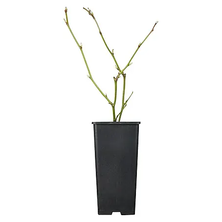 Piardino  Brombeere Thornless Evergreen