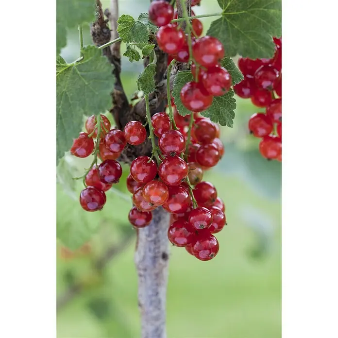 Piardino Rote Johannisbeere Stämmchen - Ribes rubrum, Erntezeit: Juni - Detailaufnahme