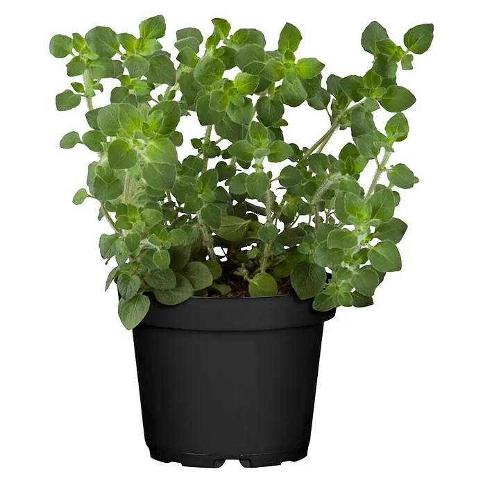 Piardino Oregano - Origanum vulgare - Vorderansicht