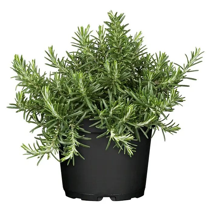 Piardino Rosmarin Prostratus - Rosmarinus officinalis - Vorderansicht