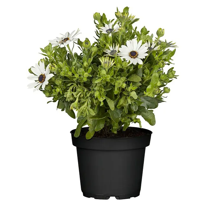 Piardino Kapkörbchen - Osteospermum ecklonis, Blütenfarbe: Sortenabhängig - Vorderansicht