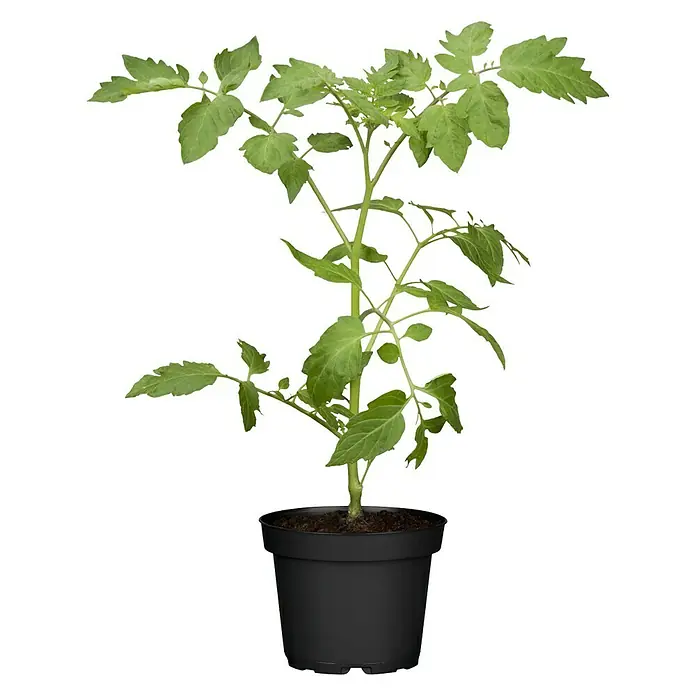 Piardino Cherrytomate Solena Sweet Yellow - Solanum lycopersicum var. cerasiforme, 12 cm, Erntezeit: Juli, Farbe Frucht: Gelb - Vorderansicht