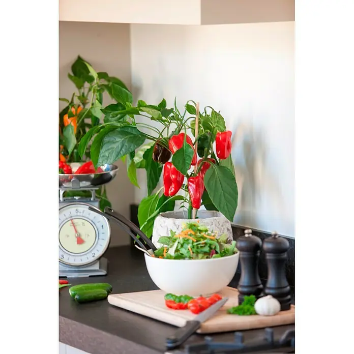 Piardino Paprika - Capsicum annuum, 14 cm - Stimmungsaufnahme