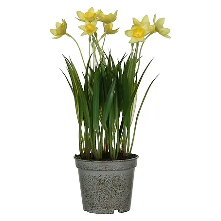 Planta artificial Narciso Kira