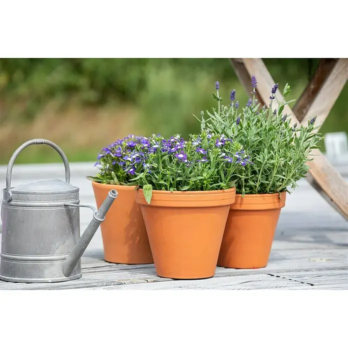 Piardino Lobelia - Lobelia richardii, Tamaño de maceta: 13 cm, Azul - Foto ambiente