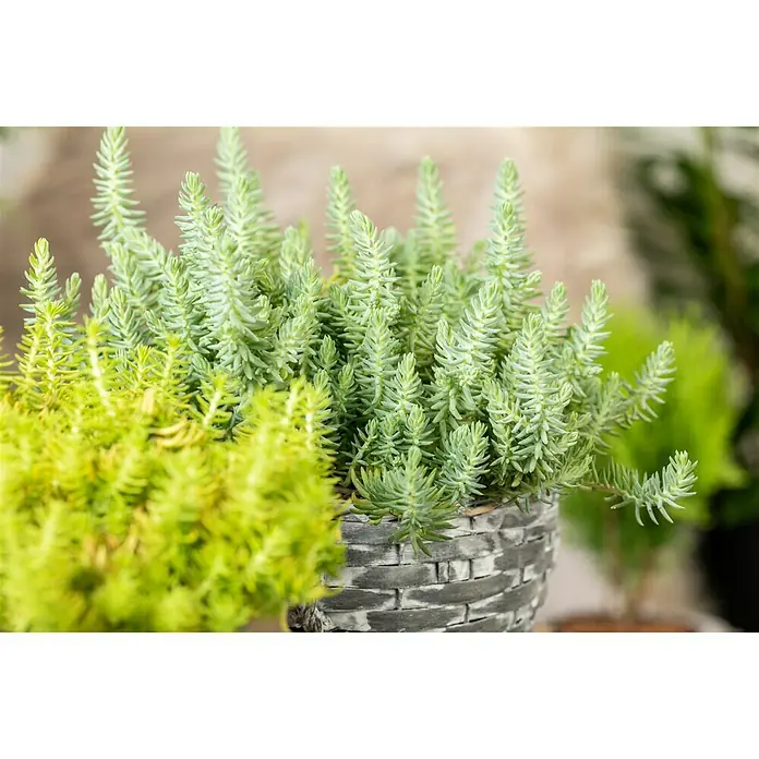 Piardino Mauerpfeffer - Sedum reflexum 'Angelina', Topfgröße: 13 cm - Stimmungsaufnahme