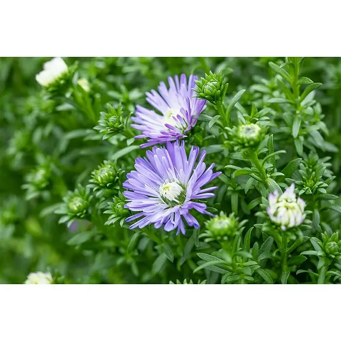 Piardino Áster - Aster dumosus, Tamaño de maceta: 17 cm, En función de la variedad - Primer plano