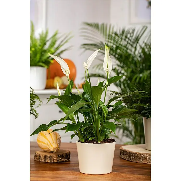 Piardino Einblatt - Spathiphyllum floribundum, Topfgröße: 12 cm, Weiß - Stimmungsaufnahme