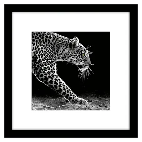 Cuadro Jaguar