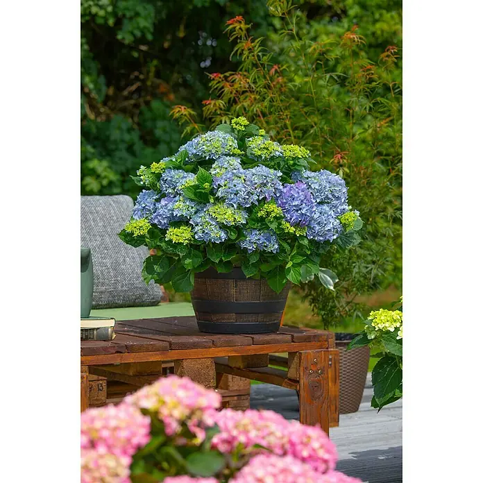 Piardino Bauernhortensie - Hydrangea macrophylla, Blau - Stimmungsaufnahme