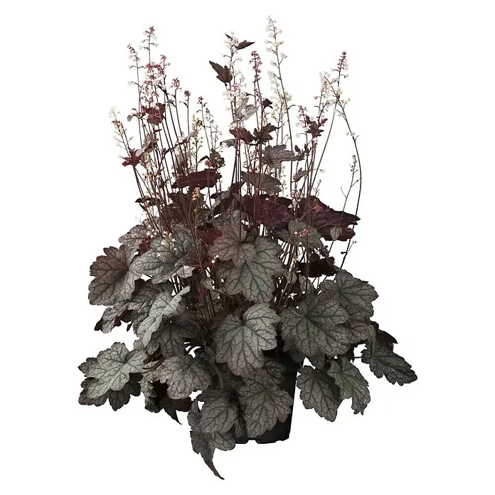 Piardino Purpurglöckchen - Heuchera Hybride, Topfgröße: 13 cm, Rot - Vorderansicht
