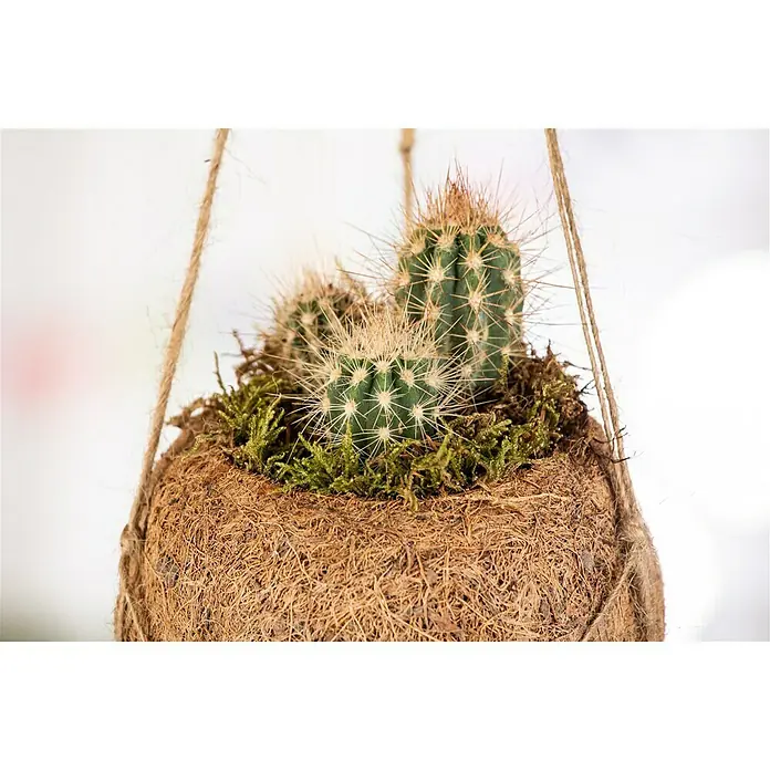 Piardino Kaktus Kokodama - Cactus, Topfgröße: 10 cm - Detailaufnahme