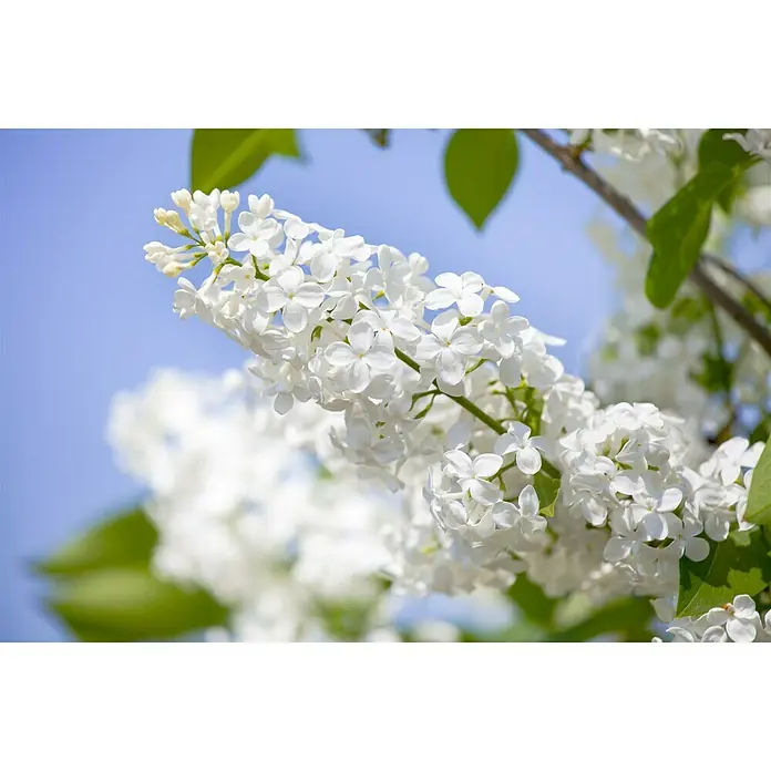 Sommerflieder - Buddleja davidii, Topfvolumen: 5 l - Stimmungsaufnahme