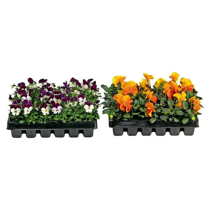 Piardino Garten-Stiefmütterchen - Viola wittrockiana, Cornuta, 30er-Pack