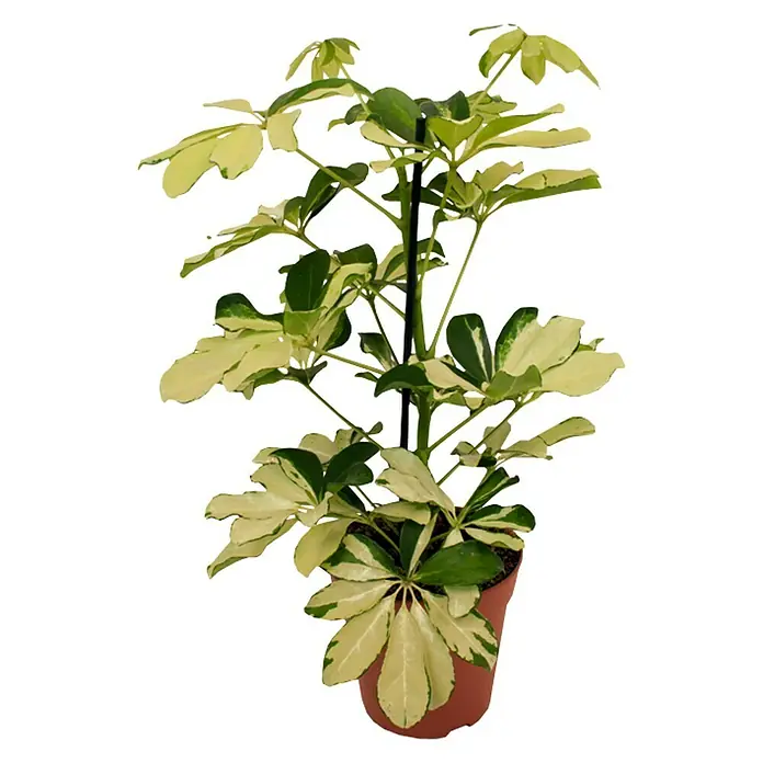Piardino Cheflera - Schefflera arboricola Gerda, Tamaño de maceta: 13 cm, Color de la hoja: Amarillo/Verde