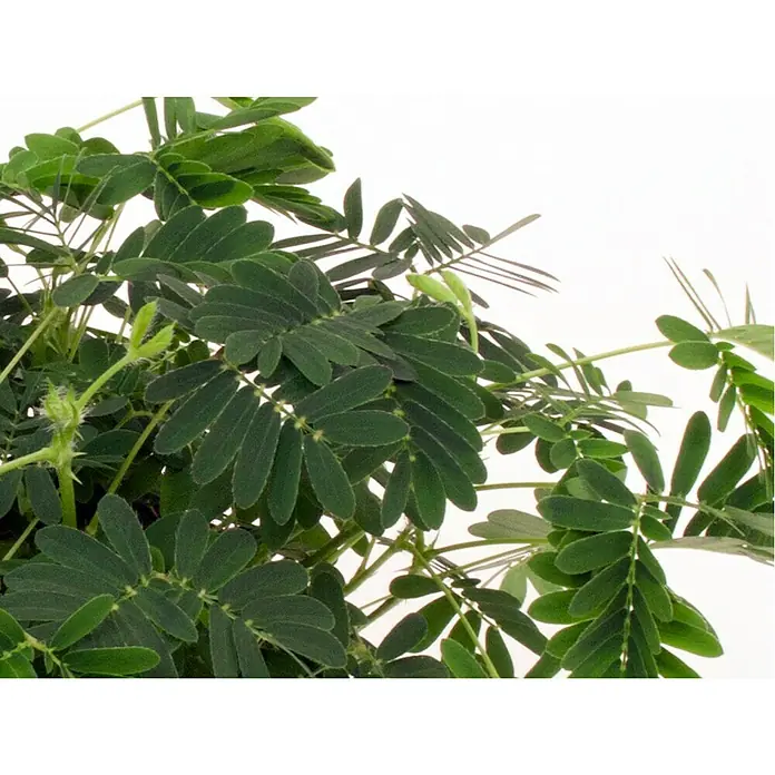 Piardino Mimose - Mimosa pudica, Topfgröße: 9 cm, Blütenfarbe: Rosa - Detailaufnahme