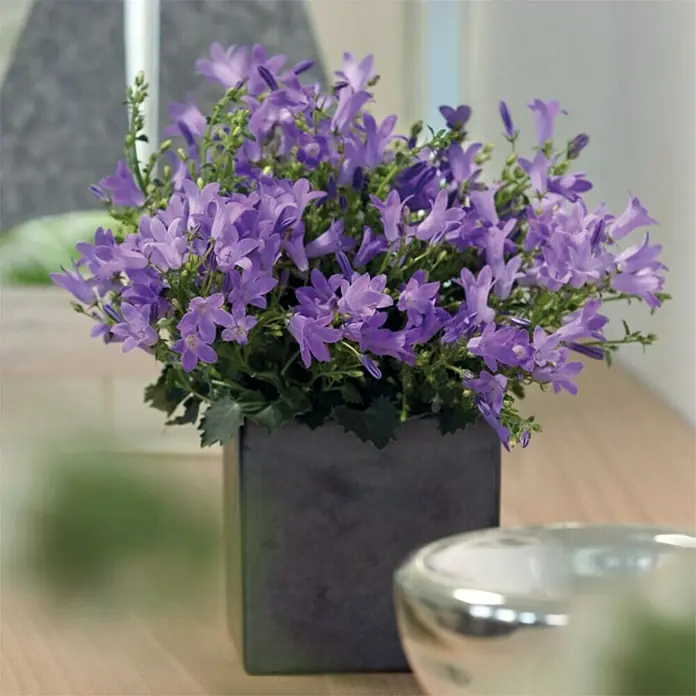 Piardino Polsterglockenblume - Campanula portenschlagiana Get Mee, Topfgröße: 11 cm, Blütenfarbe: Blau - Stimmungsaufnahme
