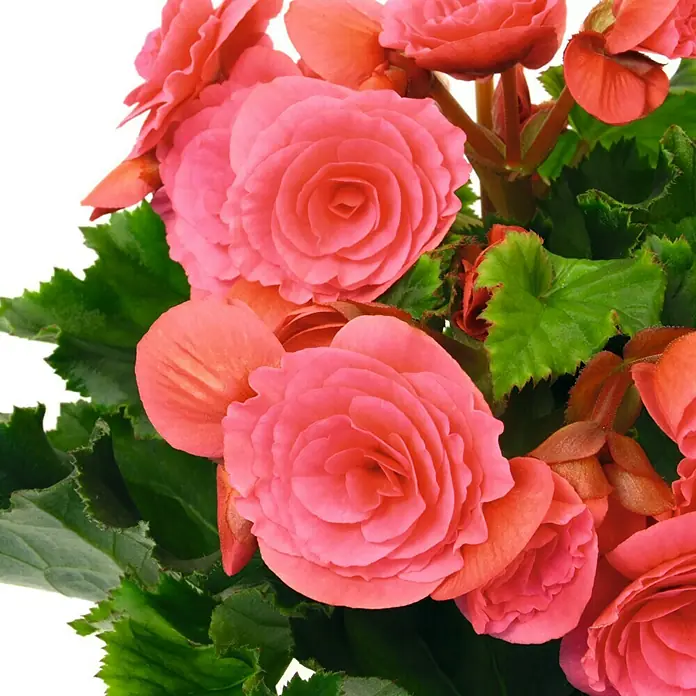 Piardino Begonie - Begonia elatior, Topfgröße: 14 cm, Rosa - Detailaufnahme