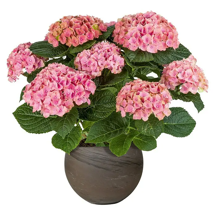 Pflanztopf Luna - Außenmaß (Ø x H): 26 x 19,1 cm, Naturmaterialien, Basalt