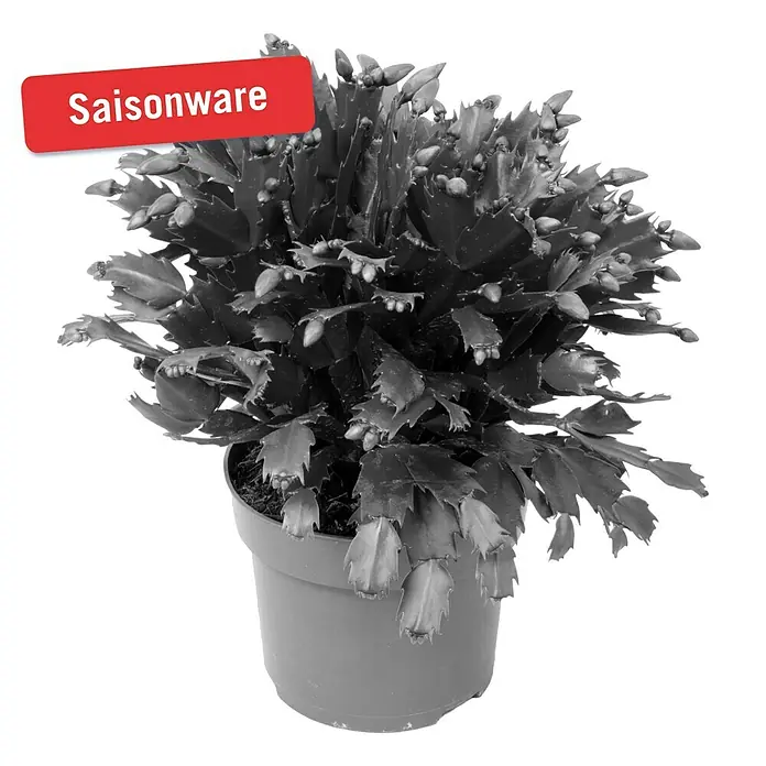 Piardino Weihnachtskaktus - Schlumbergera bridgesii, Topfgröße: 12 cm, Rot - Vorderansicht