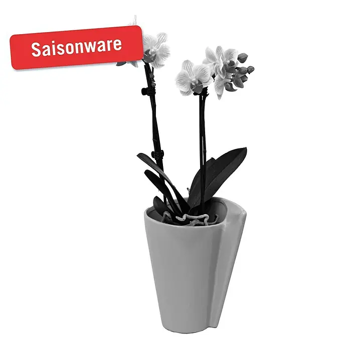 Piardino Schmetterlingsorchidee - Phalaenopsis Hybride, Topfgröße: 11 cm, Sortenabhängig, Anzahl Triebe: 2 Stk., Aufrecht - Vorderansicht