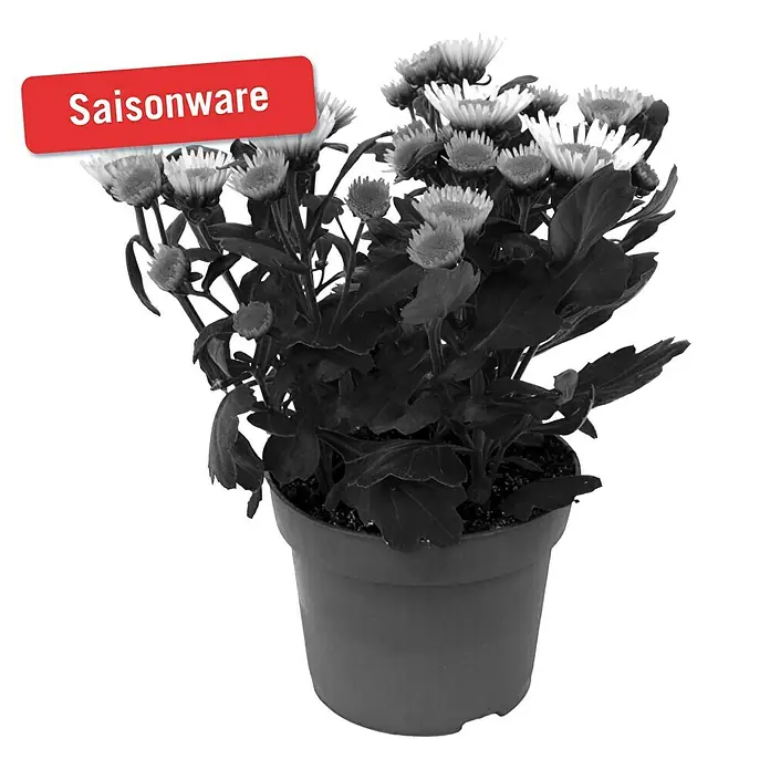 Piardino Herbst-Chrysantheme - Dendranthema Hybride Splah Treasure, Topfgröße: 12 cm, Weiß - Vorderansicht
