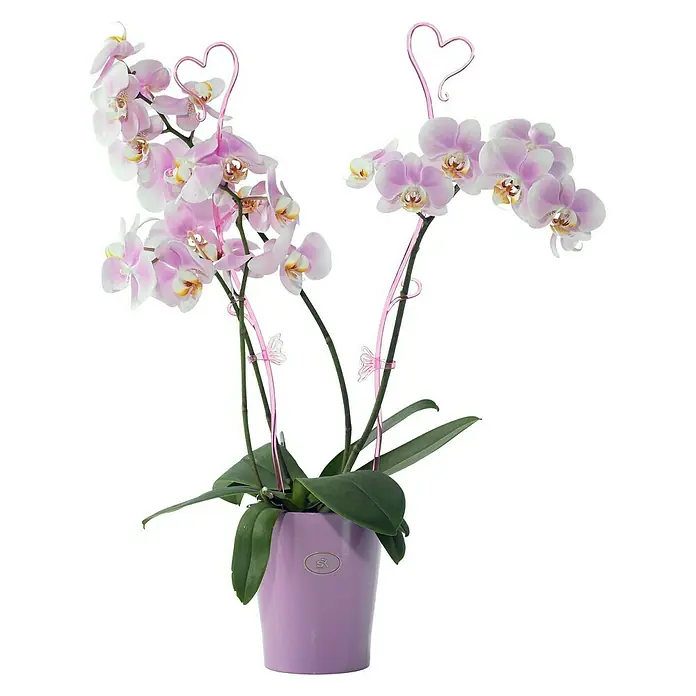 SK Tegla za orhideju Merina - Vanjska dimenzija (ø x V): 10 x 12 cm, Keramika, Lavanda, Sjaj - Proizvod u upotrebi